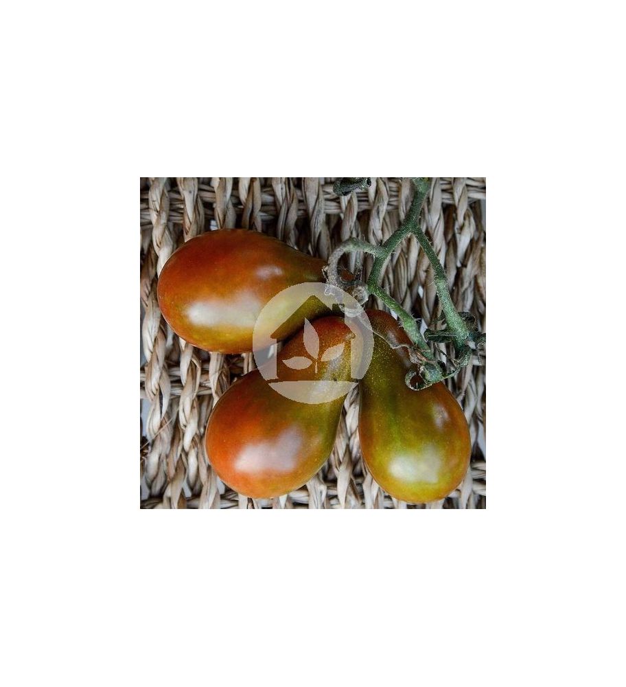 Planton tomate cherry pera negro
