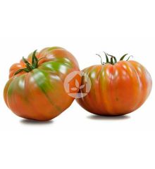 Tomate Marmande Raf