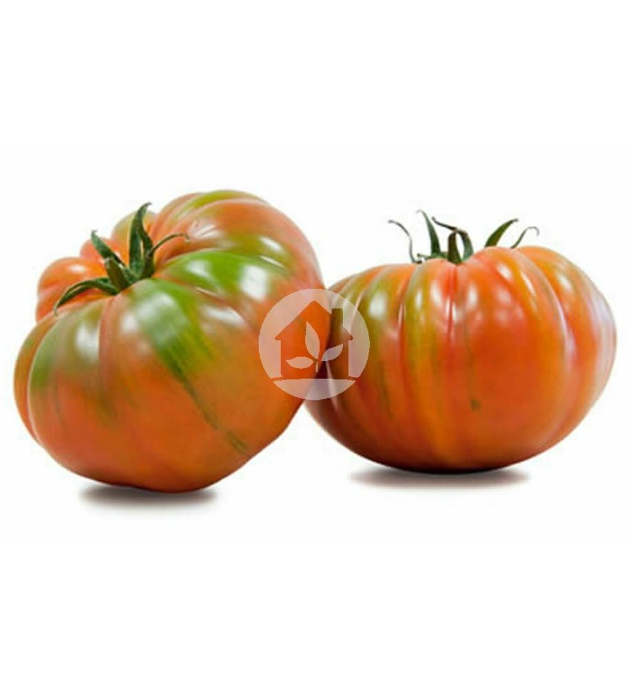 Tomate Marmande Raf