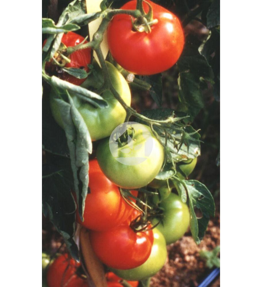 Tomate de caña (Variedad CID)